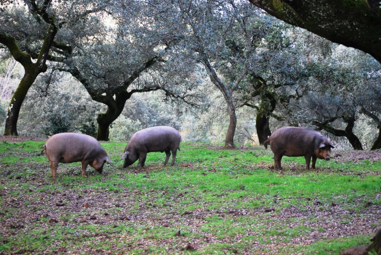El Alojamiento Rural De Peter Aracena Extérieur photo